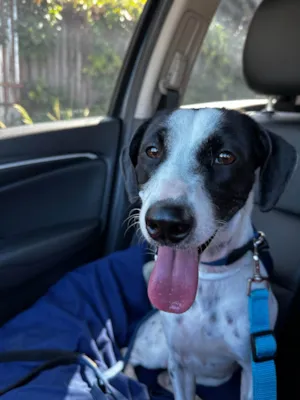 Cachorro raça SRD-ViraLata idade 2 a 6 meses nome Nala