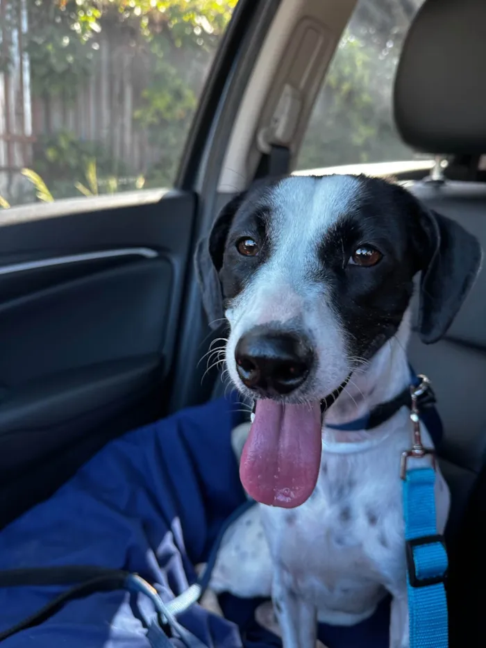 Cachorro ra a SRD-ViraLata idade 2 a 6 meses nome Nala