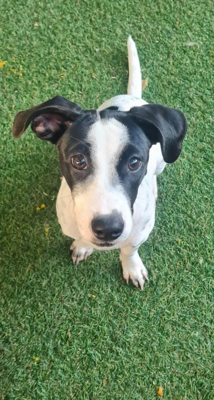 Cachorro ra a SRD-ViraLata idade 2 a 6 meses nome Nala