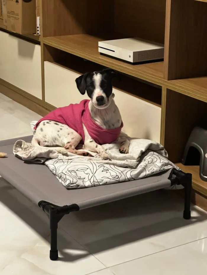 Cachorro ra a SRD-ViraLata idade 2 a 6 meses nome Nala