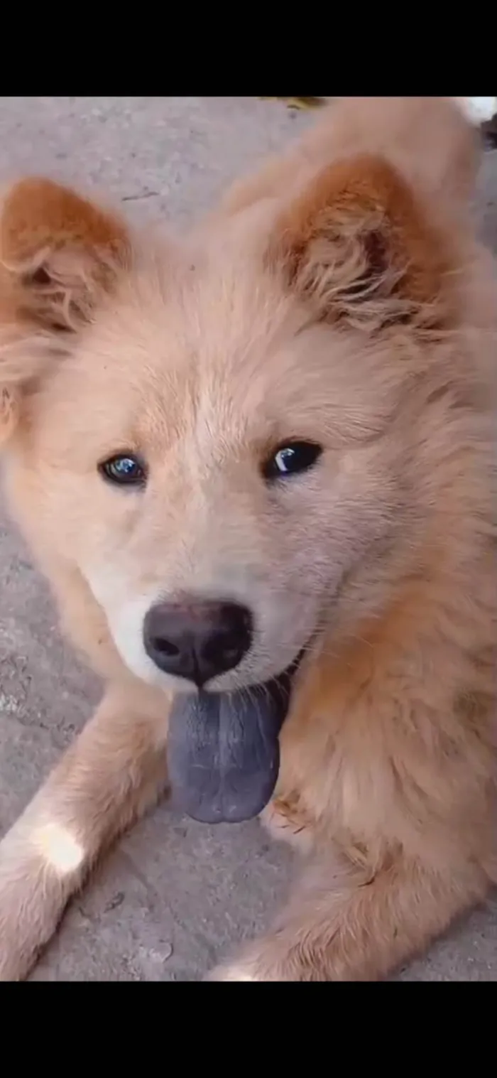 Cachorro ra a Chow Chow idade 7 a 11 meses nome Filhote de chow chow macho 
