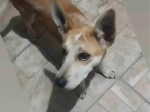 Cachorro raça SRD-ViraLata idade 7 a 11 meses nome Magali