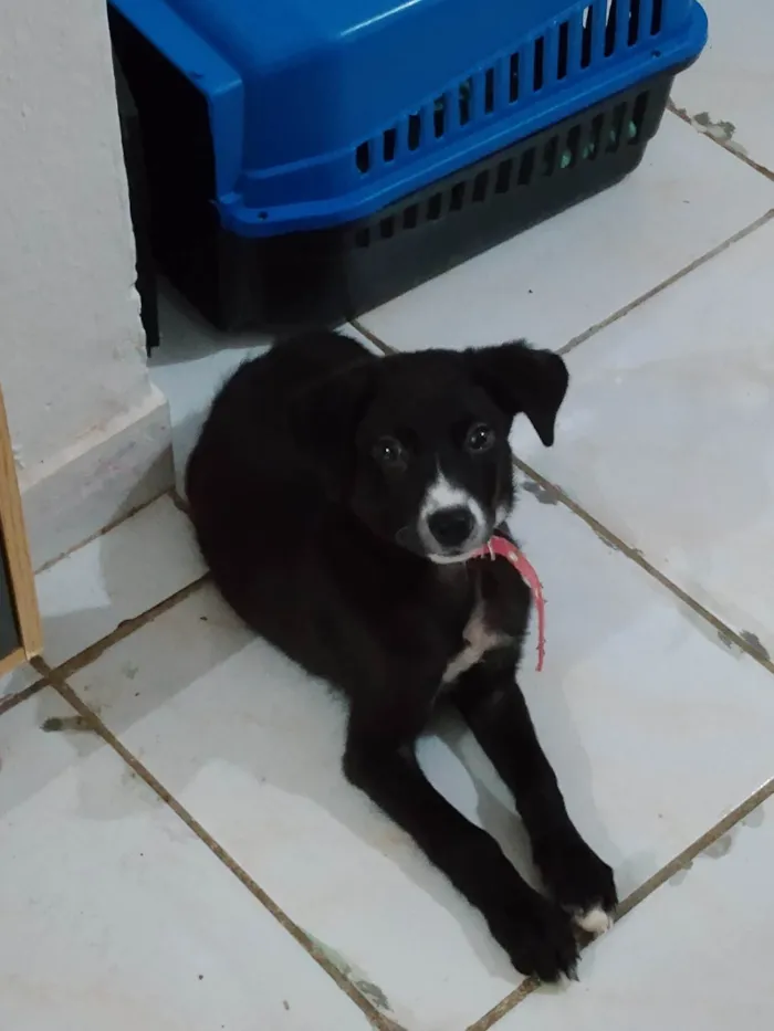 Cachorro ra a SRD-ViraLata idade 2 a 6 meses nome Alice 