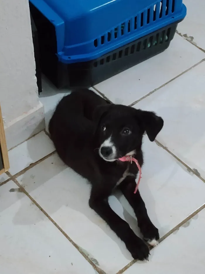 Cachorro ra a SRD-ViraLata idade 2 a 6 meses nome Alice 
