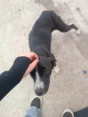 Cachorro raça SRD-ViraLata idade 2 a 6 meses nome Luna