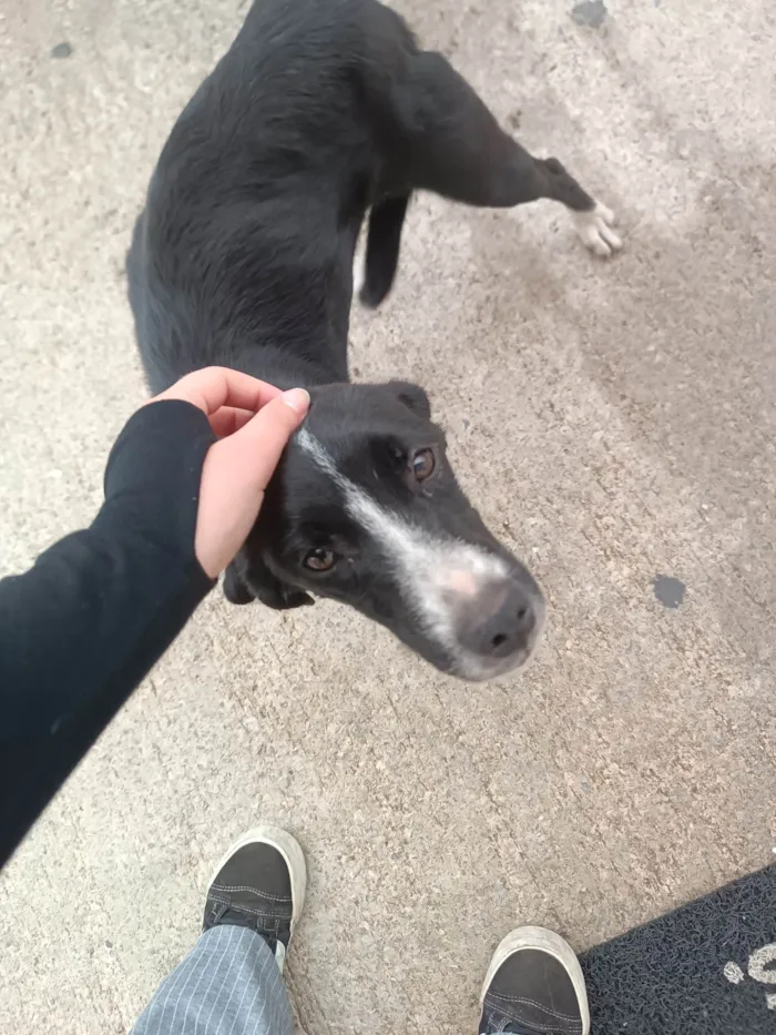 Cachorro ra a SRD-ViraLata idade 2 a 6 meses nome Luna