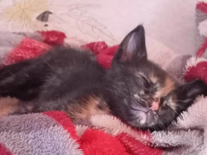 Gato ra a SRD-ViraLata idade Abaixo de 2 meses nome 5 FILHOTES PARA ADOÇÃO!