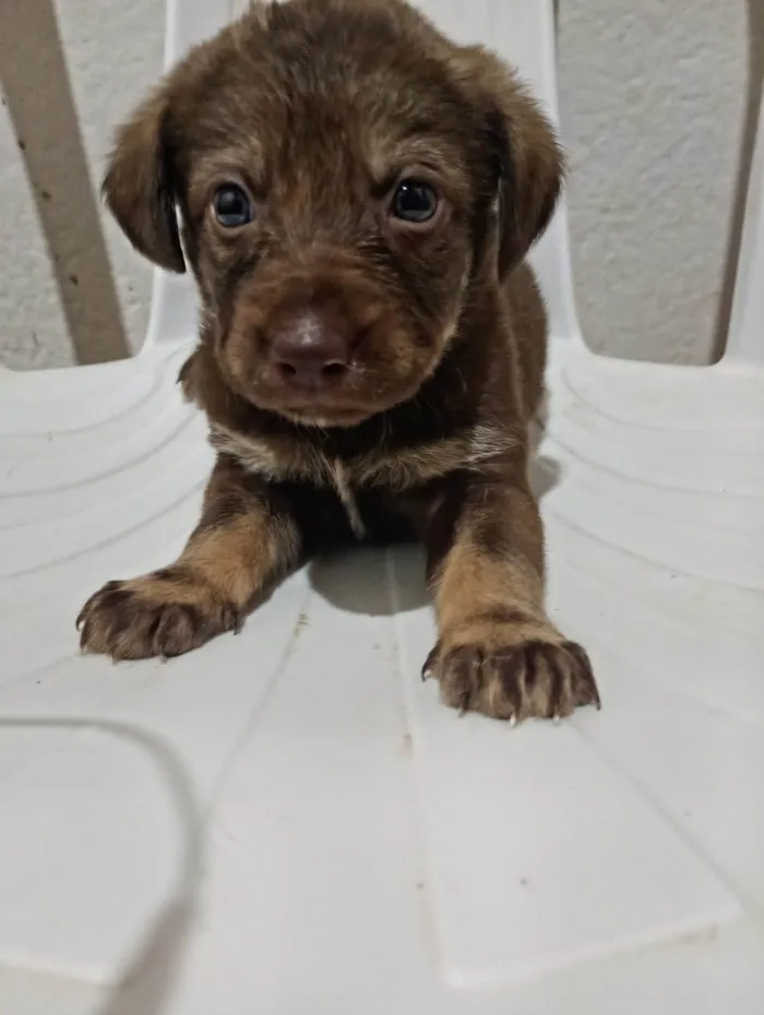 Cachorro raça SRD-ViraLata idade Abaixo de 2 meses nome Sara