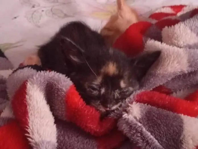Gato ra a SRD-ViraLata idade Abaixo de 2 meses nome 5 FILHOTES PARA ADOÇÃO!
