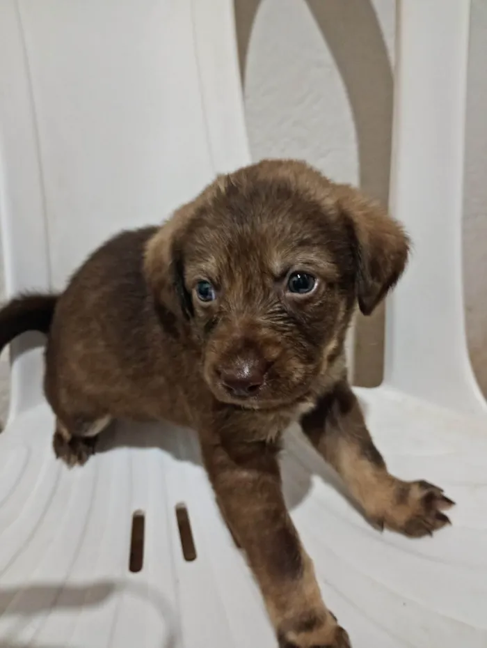 Cachorro raça SRD-ViraLata idade Abaixo de 2 meses nome Sara