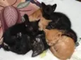 5 FILHOTES PARA ADOÇÃO!