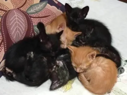 Gato raça SRD-ViraLata idade Abaixo de 2 meses nome 5 FILHOTES PARA ADOÇÃO!