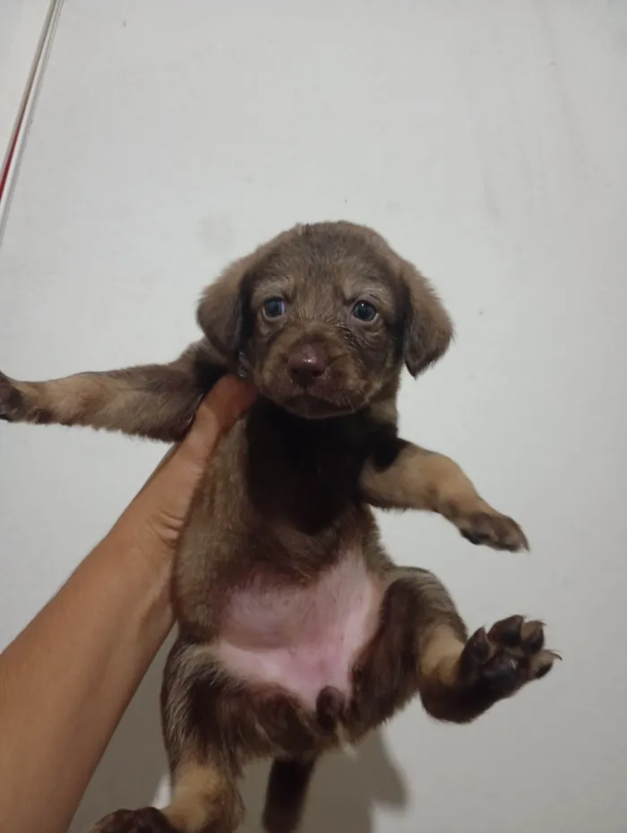 Cachorro raça SRD-ViraLata idade Abaixo de 2 meses nome Sara
