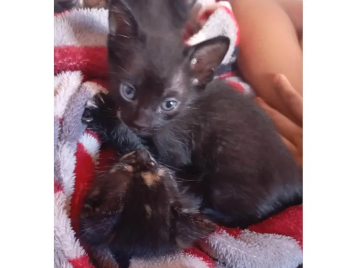 Gato ra a SRD-ViraLata idade Abaixo de 2 meses nome 5 FILHOTES PARA ADOÇÃO!