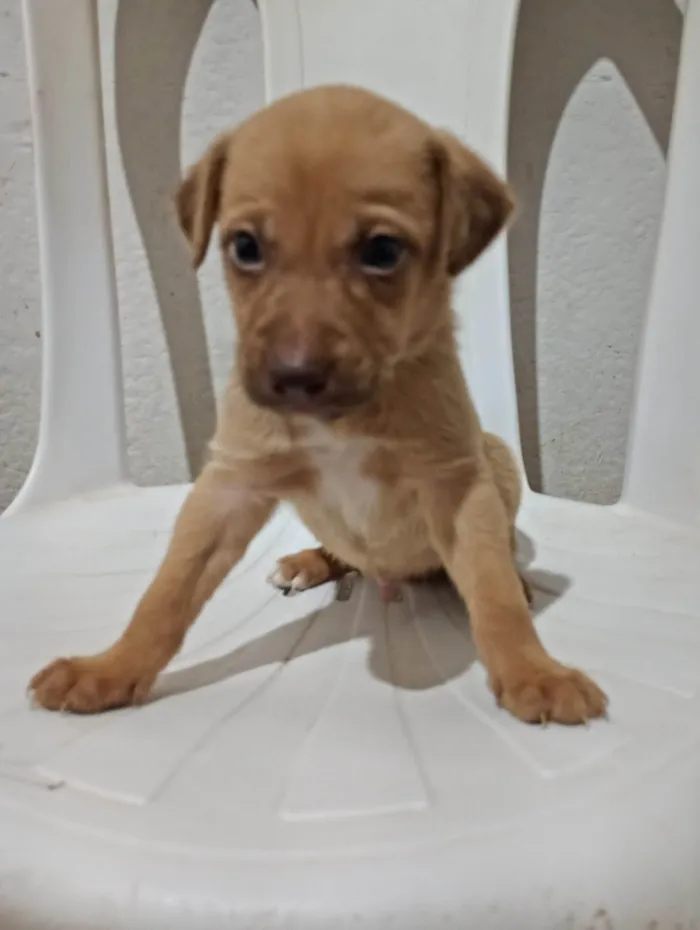 Cachorro ra a SRD-ViraLata idade Abaixo de 2 meses nome Roger