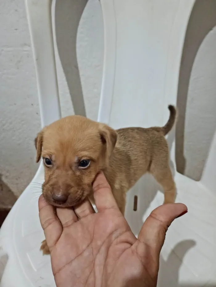 Cachorro ra a SRD-ViraLata idade Abaixo de 2 meses nome Roger