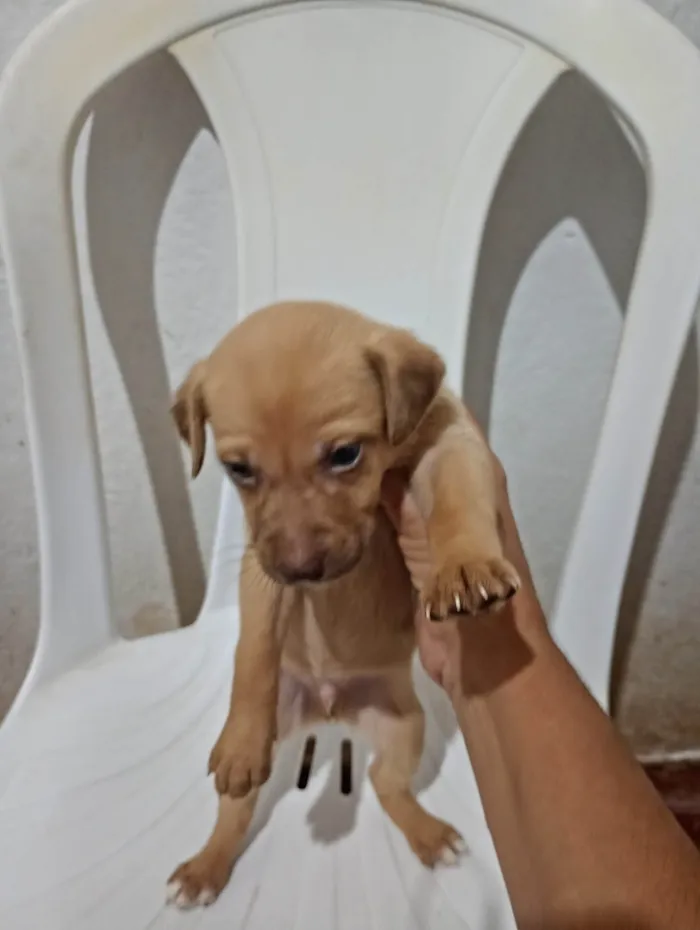 Cachorro ra a SRD-ViraLata idade Abaixo de 2 meses nome Roger