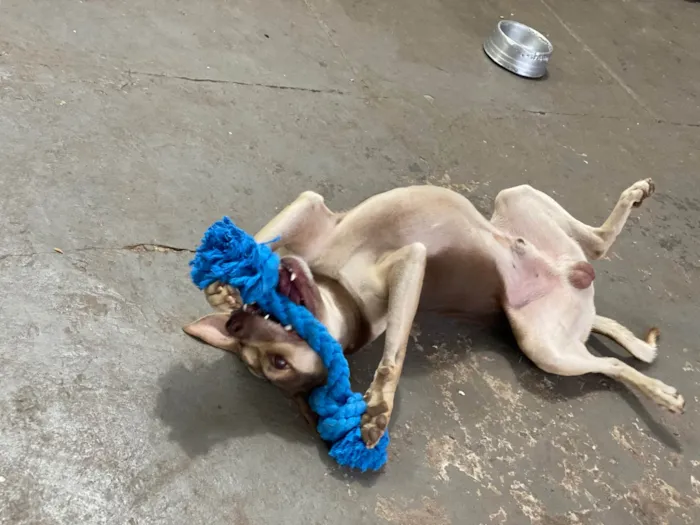 Cachorro ra a SRD-ViraLata idade 2 anos nome Luke 