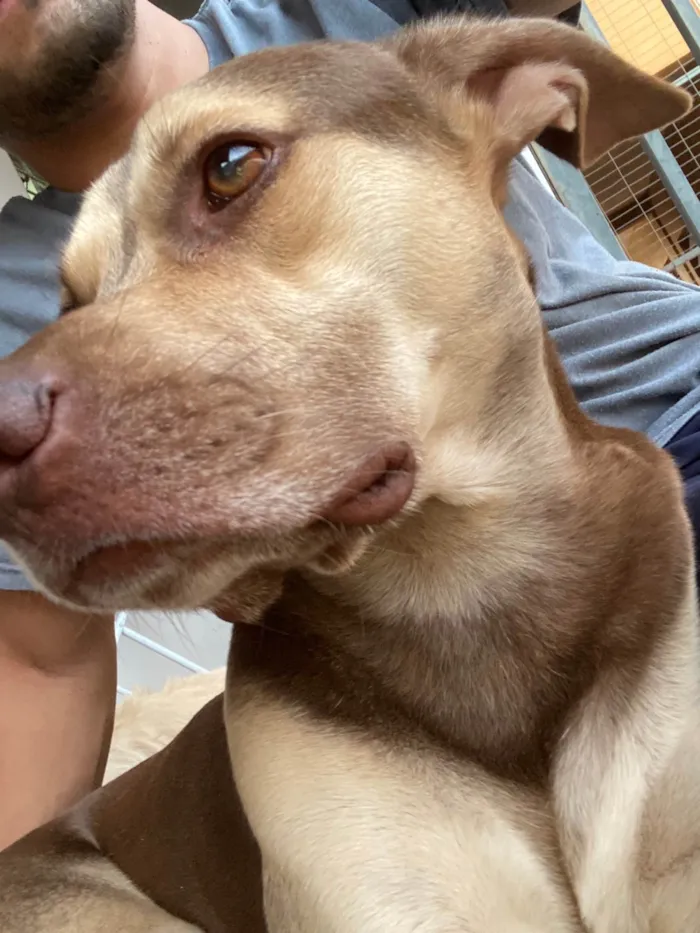 Cachorro ra a SRD-ViraLata idade 2 anos nome Luke 