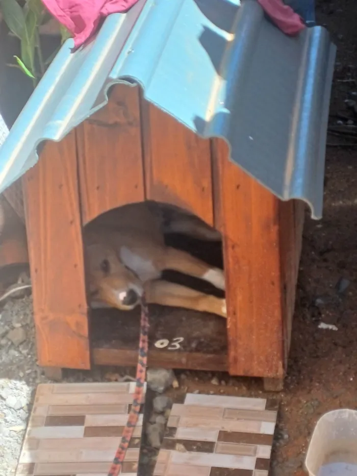 Cachorro ra a Labrador idade 2 a 6 meses nome Sonik