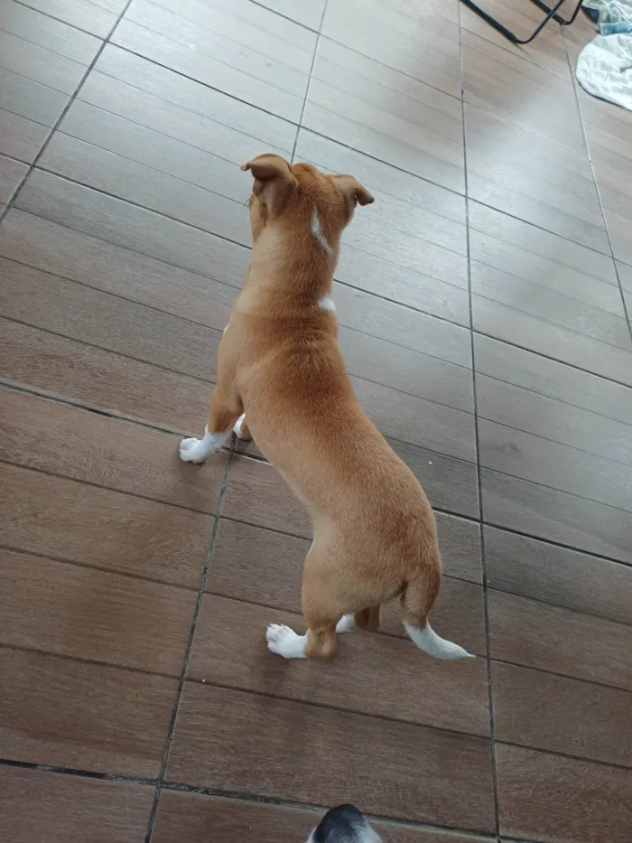 Cachorro ra a Labrador idade 2 a 6 meses nome Sonik