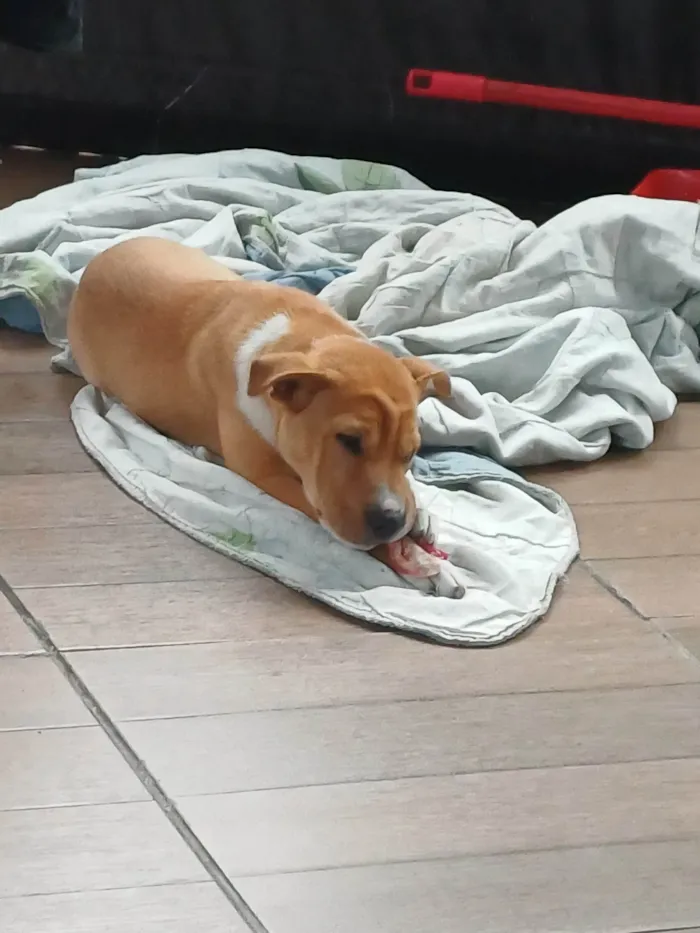 Cachorro ra a Labrador idade 2 a 6 meses nome Sonik