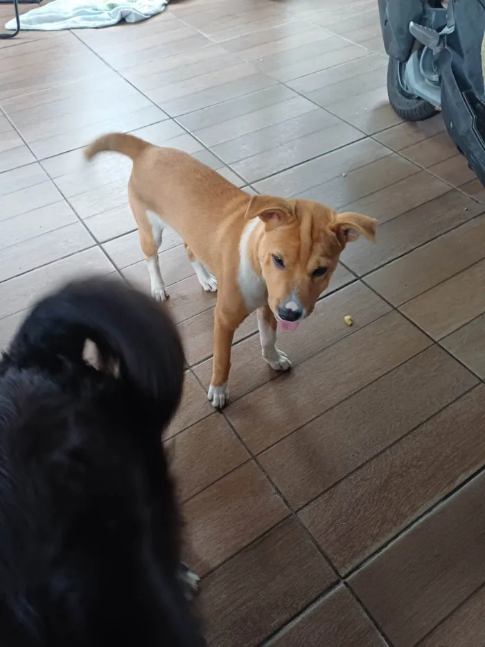 Cachorro ra a Labrador idade 2 a 6 meses nome Sonik