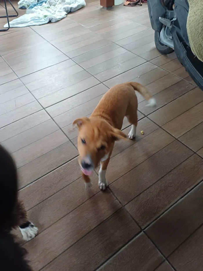 Cachorro ra a Labrador idade 2 a 6 meses nome Sonik
