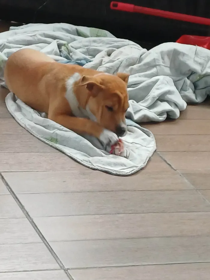 Cachorro ra a Labrador idade 2 a 6 meses nome Sonik