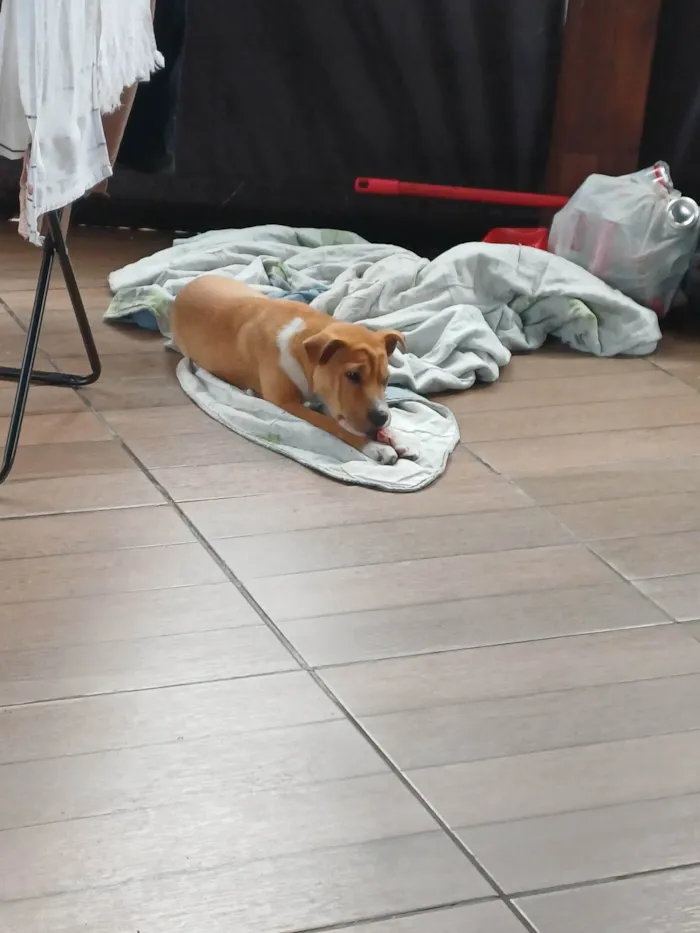 Cachorro ra a Labrador idade 2 a 6 meses nome Sonik