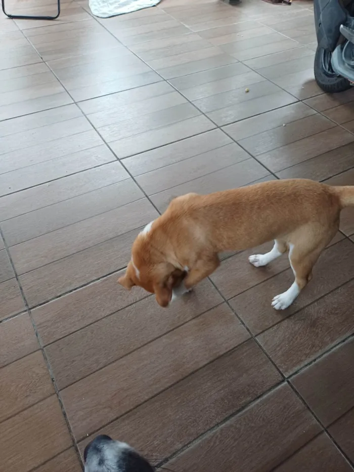 Cachorro ra a Labrador idade 2 a 6 meses nome Sonik