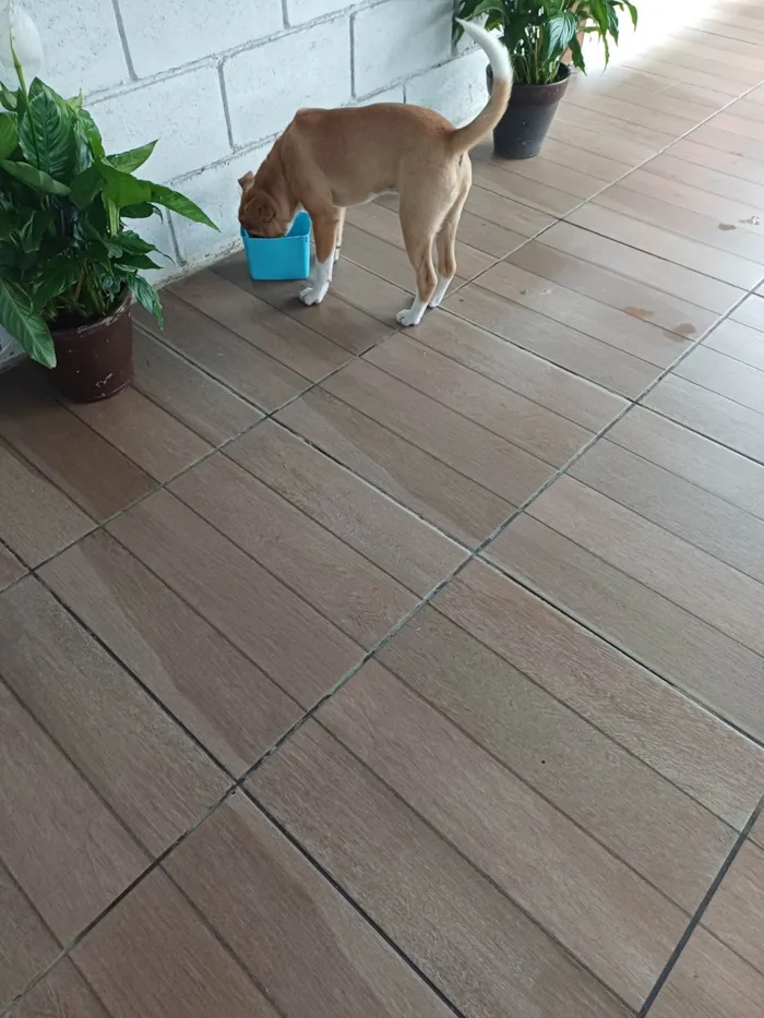 Cachorro ra a Labrador idade 2 a 6 meses nome Sonik