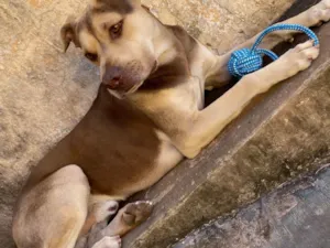 Cachorro raça SRD-ViraLata idade 2 anos nome Luke 