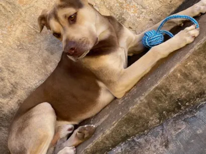 Cachorro raça SRD-ViraLata idade 2 anos nome Luke 
