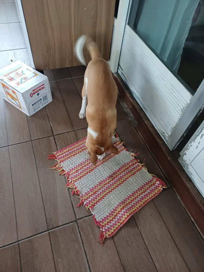 Cachorro ra a Labrador idade 2 a 6 meses nome Sonik