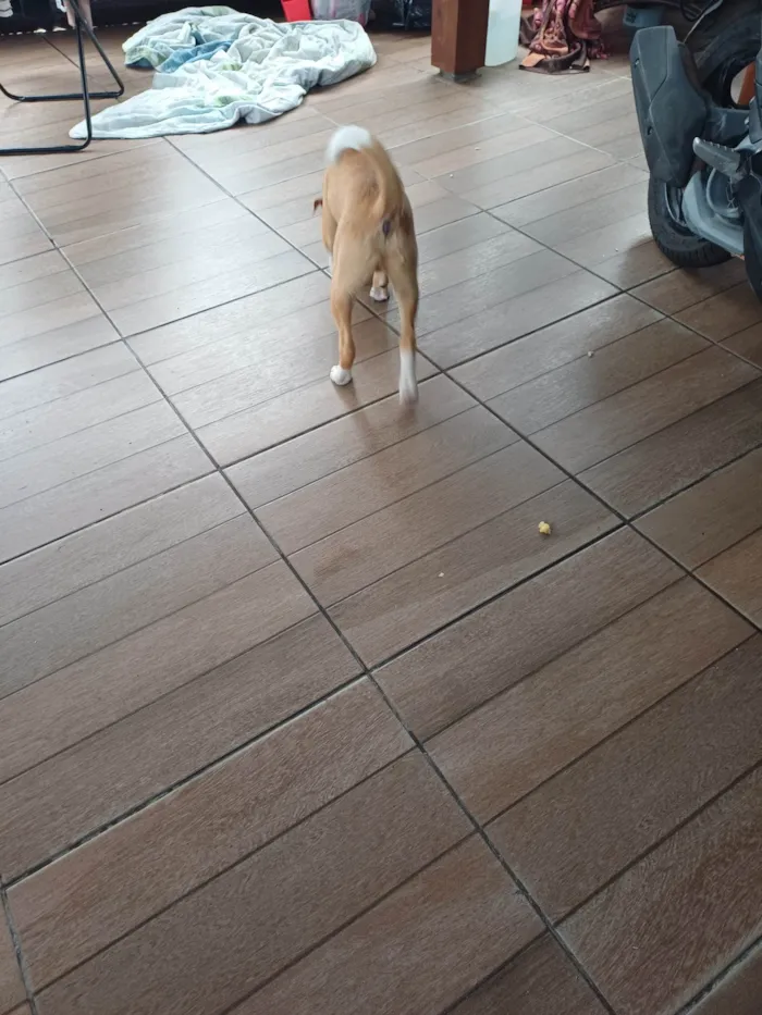 Cachorro ra a Labrador idade 2 a 6 meses nome Sonik