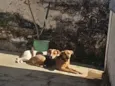 Amora e Pipoca