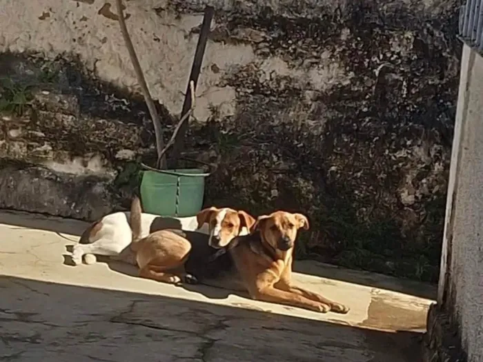 Cachorro ra a SRD-ViraLata idade 1 ano nome Amora e Pipoca