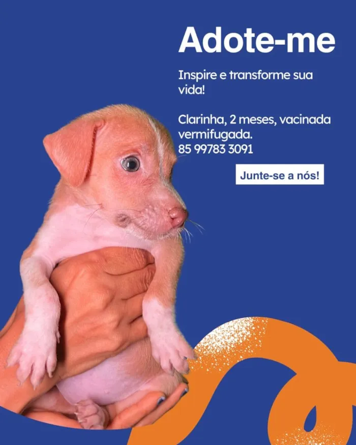 Cachorro ra a SRD-ViraLata idade 2 a 6 meses nome Salgadinho 