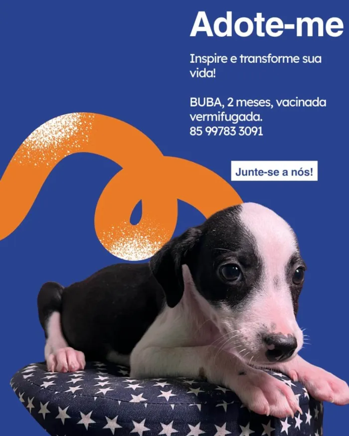 Cachorro ra a SRD-ViraLata idade 2 a 6 meses nome Salgadinho 
