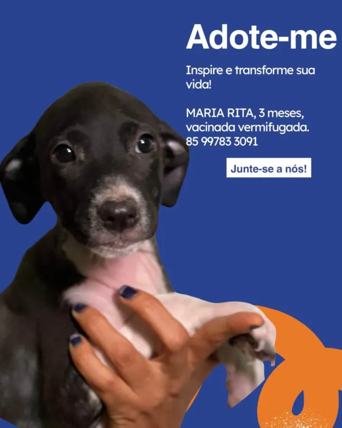 Cachorro ra a SRD-ViraLata idade 2 a 6 meses nome Salgadinho 