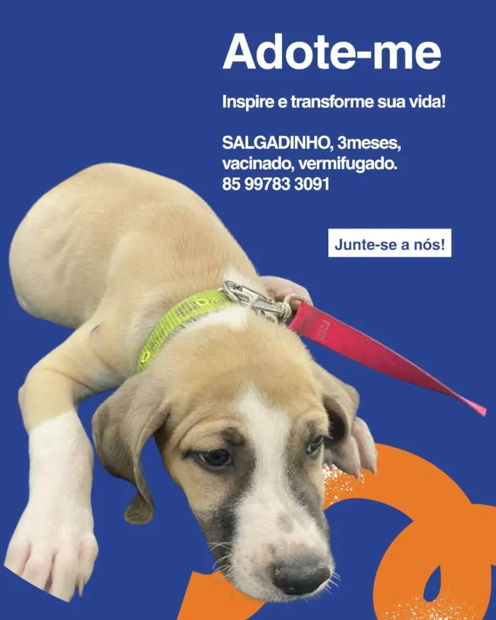 Cachorro ra a SRD-ViraLata idade 2 a 6 meses nome Salgadinho 