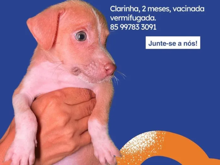 Cachorro ra a SRD-ViraLata idade 2 a 6 meses nome Salgadinho 