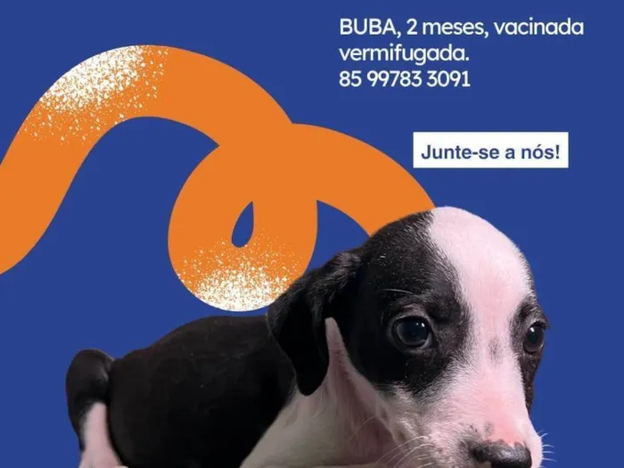 Cachorro raça SRD-ViraLata idade 2 a 6 meses nome Amora-Vacinada e vermifugada
