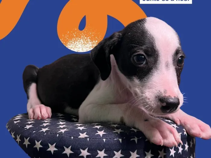 Cachorro raça SRD-ViraLata idade 2 a 6 meses nome Amora-Vacinada e vermifugada