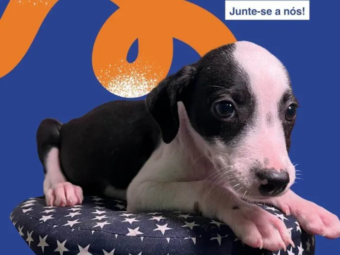 Cachorro raça SRD-ViraLata idade 2 a 6 meses nome Amora-Vacinada e vermifugada