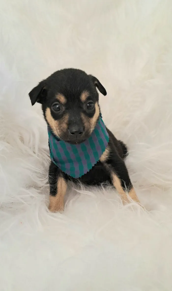 Cachorro ra a SRD-ViraLata idade 2 a 6 meses nome Leo