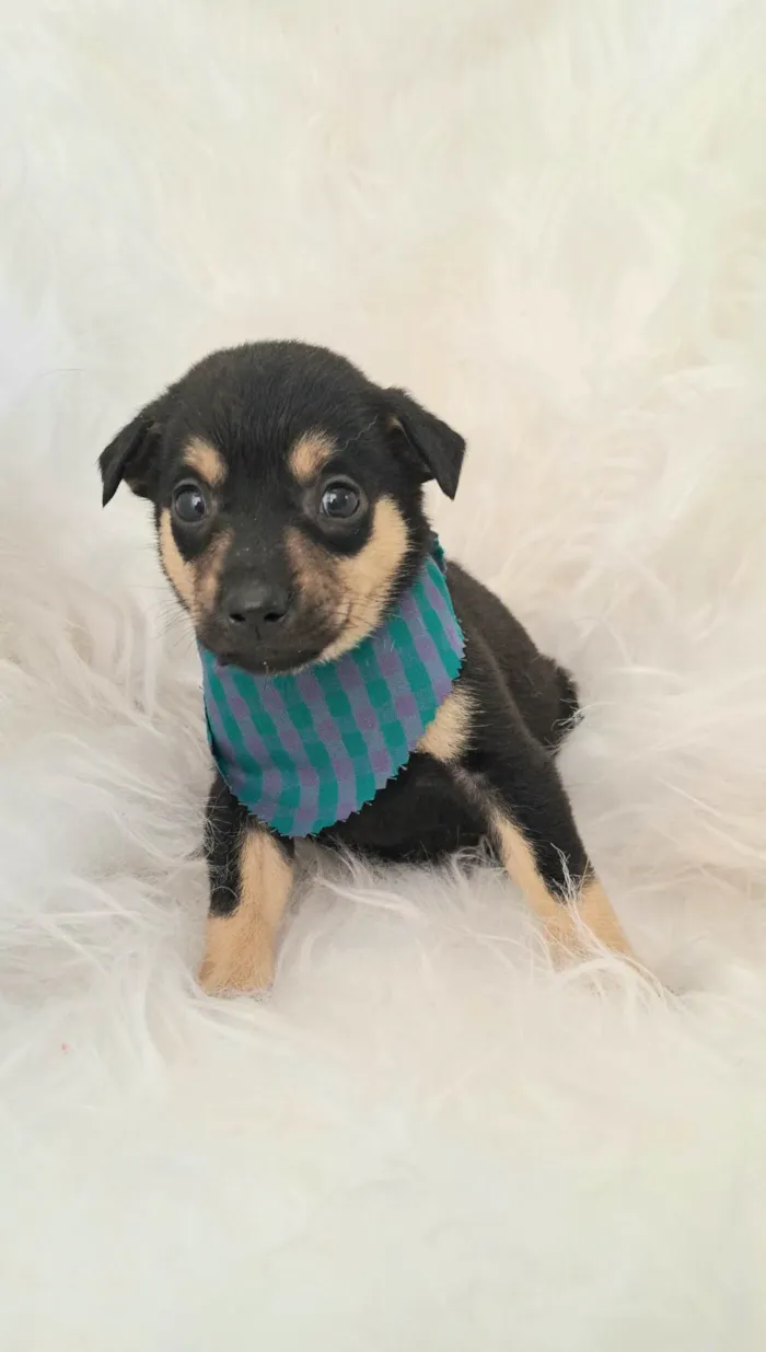 Cachorro ra a SRD-ViraLata idade 2 a 6 meses nome Leo