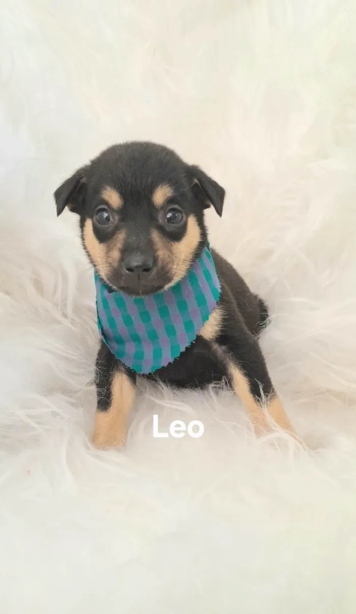 Cachorro ra a SRD-ViraLata idade 2 a 6 meses nome Leo