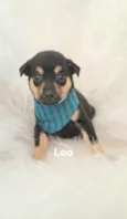 Leo